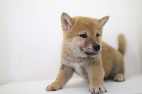 成約済の愛知県の柴犬-36474の1枚目