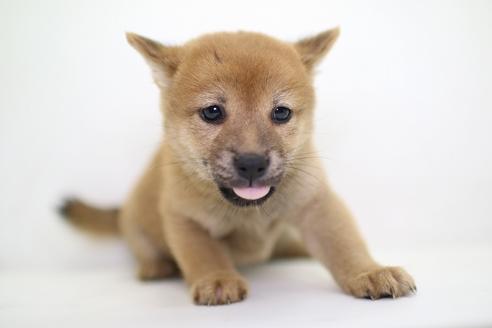 成約済の愛知県の柴犬-36472の3枚目