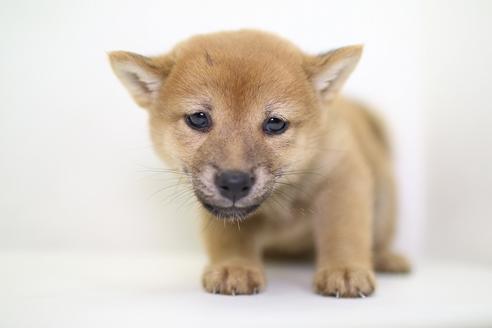 成約済の愛知県の柴犬-36472の2枚目