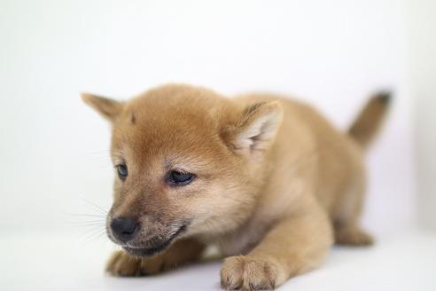 成約済の愛知県の柴犬-36472の1枚目