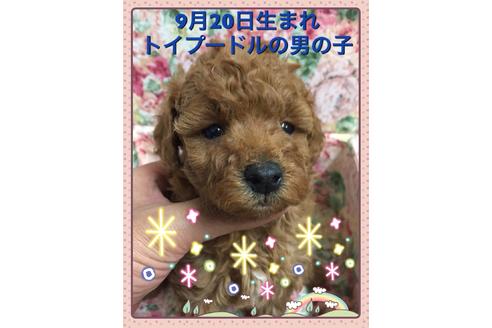 成約済の埼玉県のトイプードル-38134の1枚目
