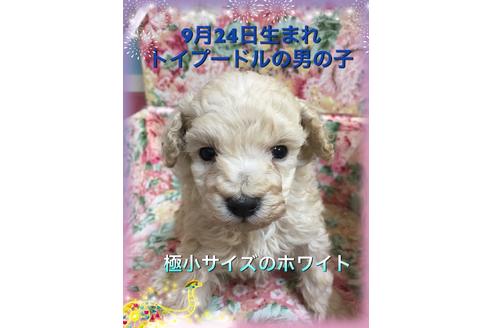 成約済の埼玉県のトイプードル-38137の1枚目