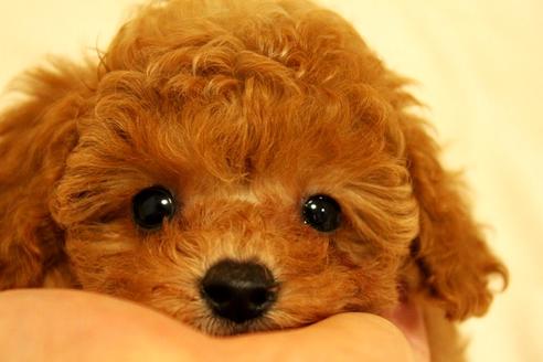 成約済の宮城県のトイプードル-37218の2枚目