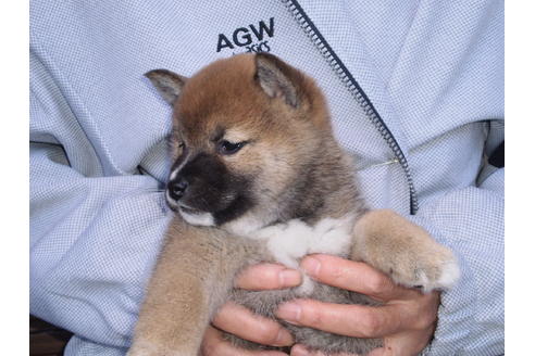 成約済の三重県の柴犬-36843の1枚目