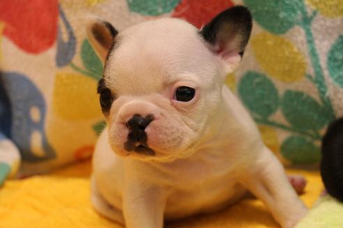 成約済の愛知県のフレンチブルドッグ-36158の5枚目
