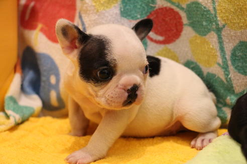 成約済の愛知県のフレンチブルドッグ-36158の4枚目