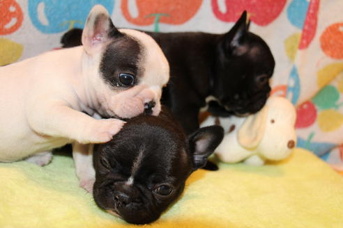 成約済の愛知県のフレンチブルドッグ-36158の3枚目