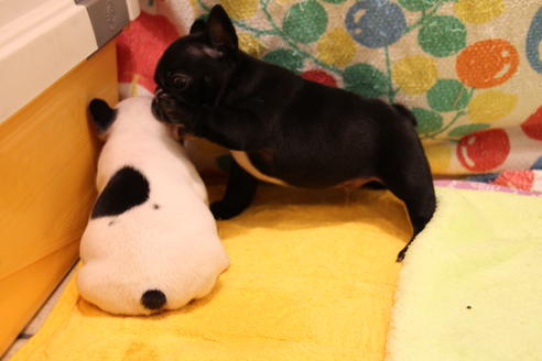 成約済の愛知県のフレンチブルドッグ-36158の2枚目