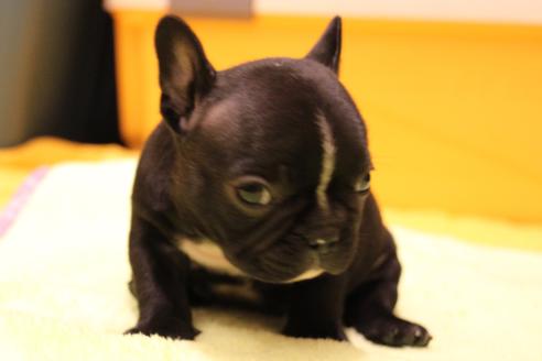 成約済の愛知県のフレンチブルドッグ-36156の5枚目