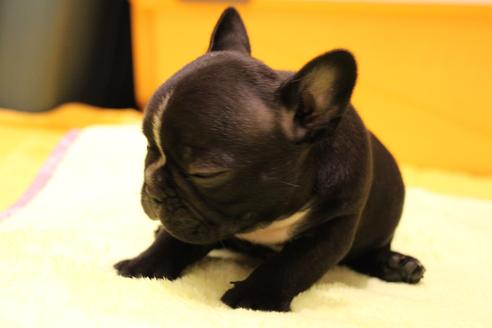 成約済の愛知県のフレンチブルドッグ-36156の4枚目