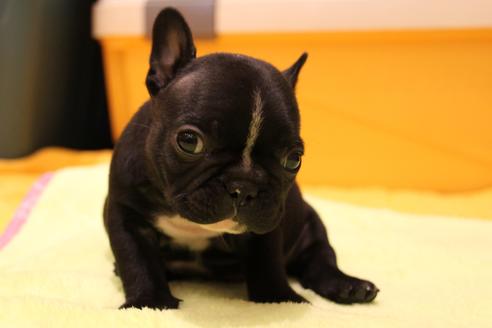 成約済の愛知県のフレンチブルドッグ-36156の3枚目