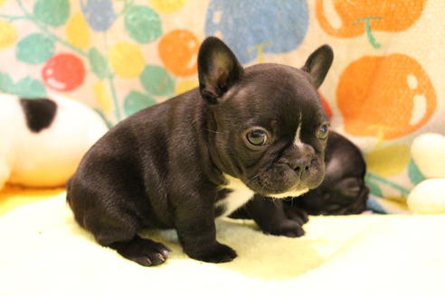 成約済の愛知県のフレンチブルドッグ-36157の5枚目