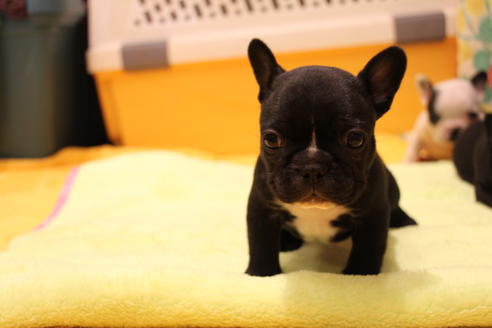 成約済の愛知県のフレンチブルドッグ-36157の4枚目