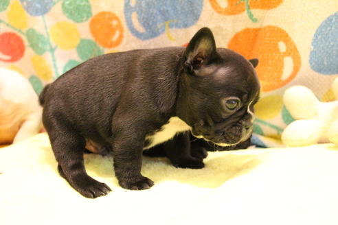 成約済の愛知県のフレンチブルドッグ-36157の3枚目