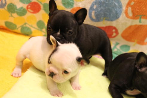 成約済の愛知県のフレンチブルドッグ-36157の2枚目