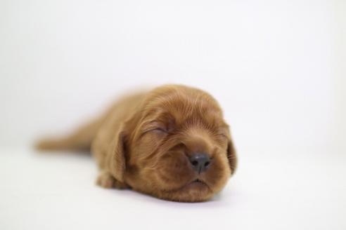 成約済の愛知県のキャバリアキングチャールズスパニエル-38165の1枚目