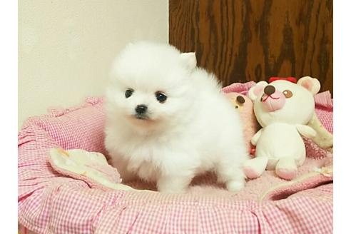 成約済の秋田県のポメラニアン-38201の5枚目