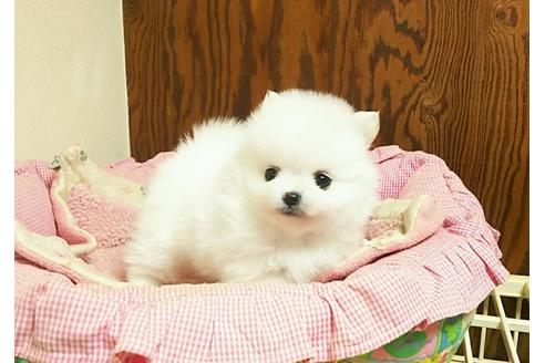 子犬