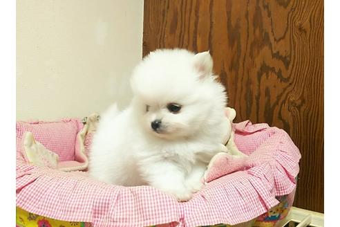 成約済の秋田県のポメラニアン-38201の2枚目