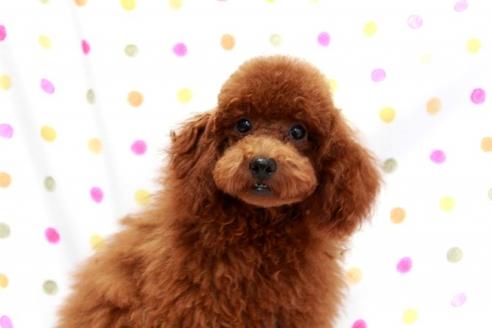 成約済の福岡県のトイプードル-37940の4枚目