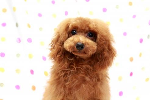 成約済の福岡県のトイプードル-37947の4枚目