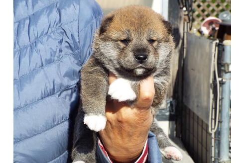 成約済の埼玉県の柴犬-38218の2枚目
