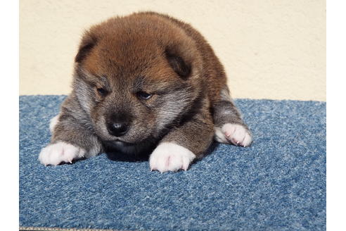 成約済の埼玉県の柴犬-38218の1枚目