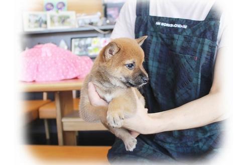 成約済の大阪府の柴犬-38252の4枚目