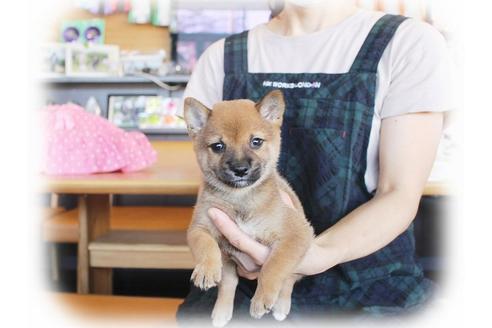 成約済の大阪府の柴犬-38252の5枚目