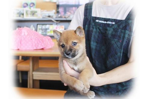 成約済の大阪府の柴犬-38252の1枚目