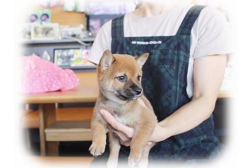 成約済の大阪府の柴犬-38252の2枚目