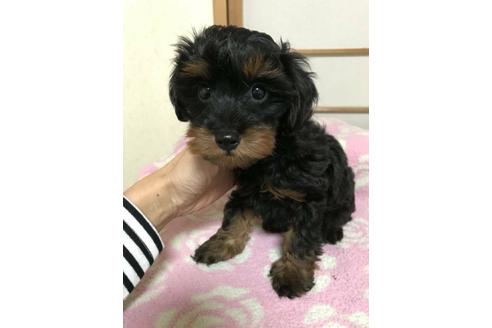 成約済の山口県のミックス犬-38264の1枚目
