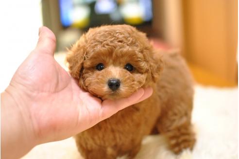 成約済の茨城県のトイプードル-38291の5枚目