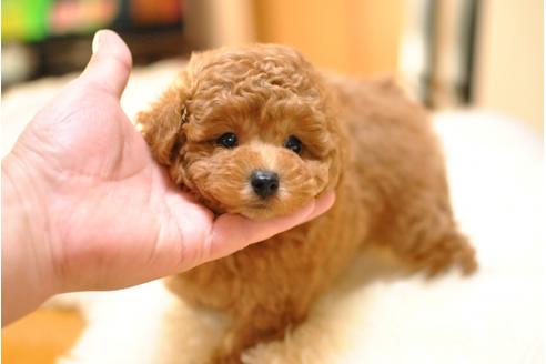成約済の茨城県のトイプードル-38291の1枚目