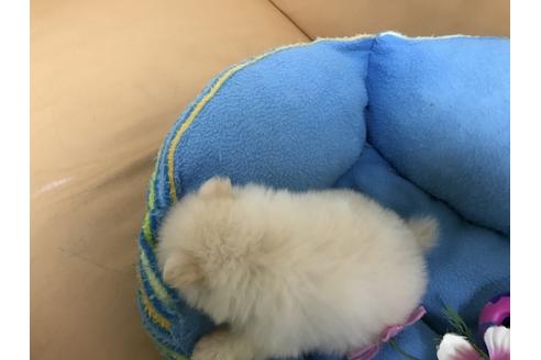 成約済の栃木県のポメラニアン-38297の2枚目