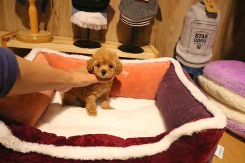 成約済の埼玉県のトイプードル-38300の2枚目