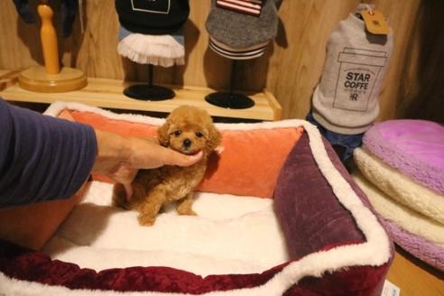 成約済の埼玉県のトイプードル-38300の3枚目