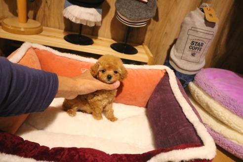 成約済の埼玉県のトイプードル-38300の5枚目