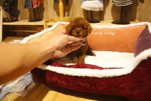 成約済の埼玉県のトイプードル-38301の3枚目