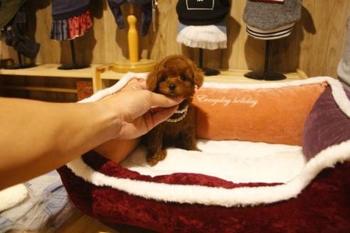 成約済の埼玉県のトイプードル-38301の4枚目