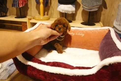 成約済の埼玉県のトイプードル-38301の5枚目