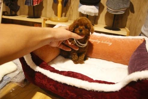 成約済の埼玉県のトイプードル-38301の1枚目