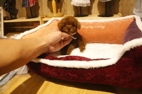 成約済の埼玉県のトイプードル-38301の2枚目