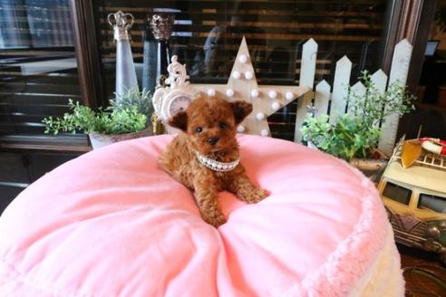 成約済の埼玉県のトイプードル-38302の3枚目