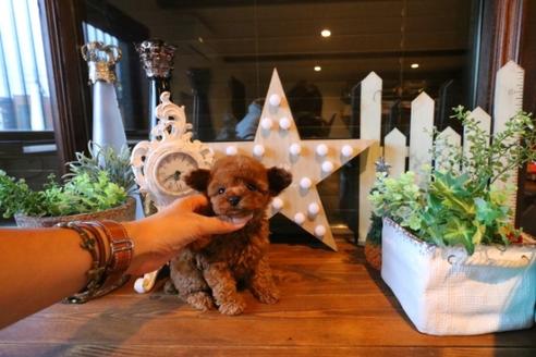 成約済の埼玉県のトイプードル-38302の4枚目