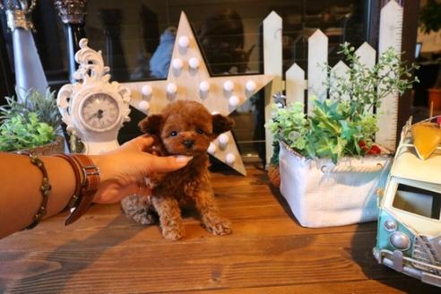 成約済の埼玉県のトイプードル-38302の5枚目