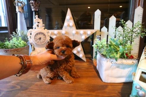 成約済の埼玉県のトイプードル-38302の1枚目