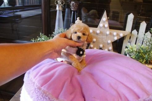 成約済の埼玉県のトイプードル-38303の5枚目