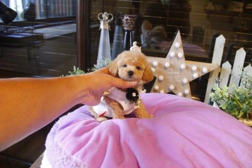 成約済の埼玉県のトイプードル-38303の3枚目