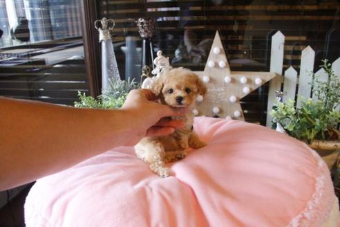 成約済の埼玉県のトイプードル-38304の4枚目